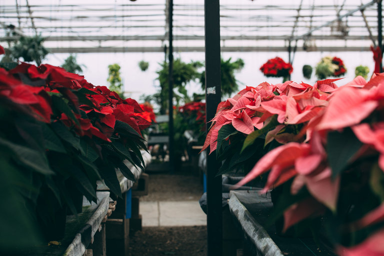 2016 Holiday Photography at Johnson Brother Greenhouse